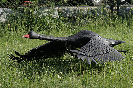 Cygne noir prenant son envol 